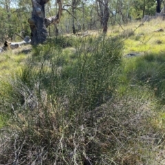 Discaria pubescens at Borenore, NSW - 29 Mar 2024