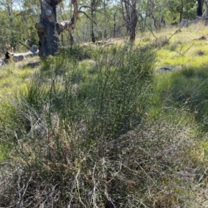 Discaria pubescens at Borenore, NSW - 29 Mar 2024