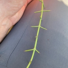 Discaria pubescens at Borenore, NSW - 29 Mar 2024 02:51 PM