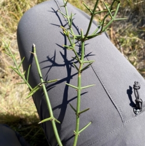 Discaria pubescens at Borenore, NSW - 29 Mar 2024 02:51 PM