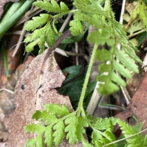 Polystichum proliferum at Lower Cotter Catchment - 28 Mar 2024 10:50 AM