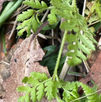 Polystichum proliferum (Mother Shield Fern) at Uriarra Village, ACT - 27 Mar 2024 by JaneR