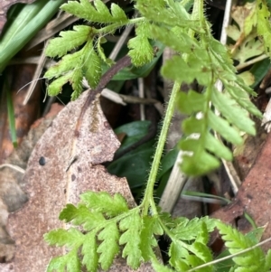 Cheilanthes austrotenuifolia at suppressed by JaneR