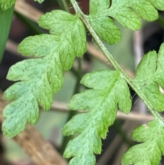 Polystichum proliferum at Lower Cotter Catchment - 28 Mar 2024 10:50 AM