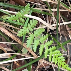 Polystichum proliferum at Lower Cotter Catchment - 28 Mar 2024 10:50 AM