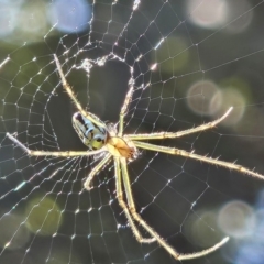 Leucauge dromedaria (Silver dromedary spider) at Hawker, ACT - 29 Mar 2024 by sangio7