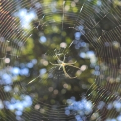 Leucauge dromedaria at Hawker, ACT - suppressed