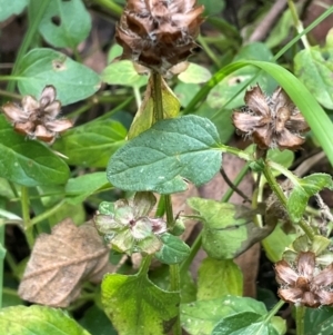 Prunella vulgaris at Lower Cotter Catchment - 28 Mar 2024 10:45 AM