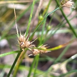 Juncus tenuis at Lower Cotter Catchment - 28 Mar 2024 11:52 AM