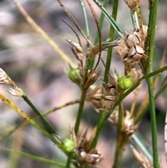 Juncus tenuis at Lower Cotter Catchment - 28 Mar 2024 11:52 AM