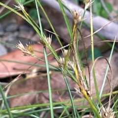 Juncus tenuis at Lower Cotter Catchment - 28 Mar 2024