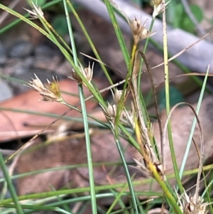 Juncus tenuis at Lower Cotter Catchment - 28 Mar 2024 11:52 AM