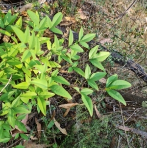 Nandina domestica at Isaacs Ridge - 29 Mar 2024 03:17 PM