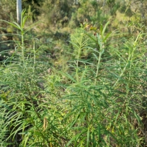 Cassinia longifolia (Shiny Cassinia, Cauliflower Bush) at Isaacs Ridge by Mike