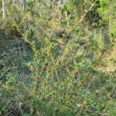 Bursaria spinosa subsp. lasiophylla (Australian Blackthorn) at Isaacs Ridge and Nearby - 29 Mar 2024 by Mike