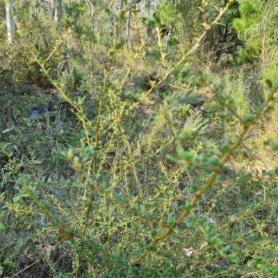 Bursaria spinosa subsp. lasiophylla at Isaacs, ACT - 29 Mar 2024 by Mike