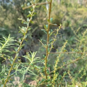 Bursaria spinosa subsp. lasiophylla at Isaacs Ridge - 29 Mar 2024
