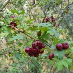 Crataegus monogyna (Hawthorn) at Isaacs, ACT - 29 Mar 2024 by Mike