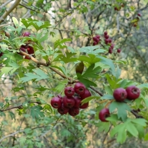 Crataegus monogyna at suppressed by Mike