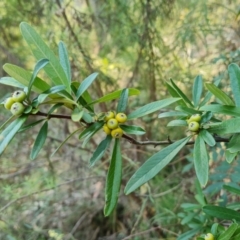 Pyracantha angustifolia (Firethorn, Orange Firethorn) at Isaacs, ACT - 29 Mar 2024 by Mike