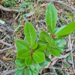 Arbutus unedo (Strawberry Tree) at Isaacs, ACT - 29 Mar 2024 by Mike