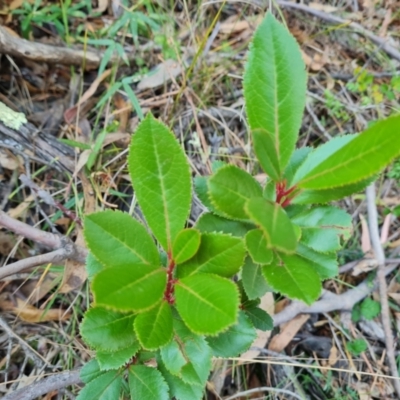 Arbutus unedo (Strawberry Tree) at Isaacs Ridge and Nearby - 29 Mar 2024 by Mike