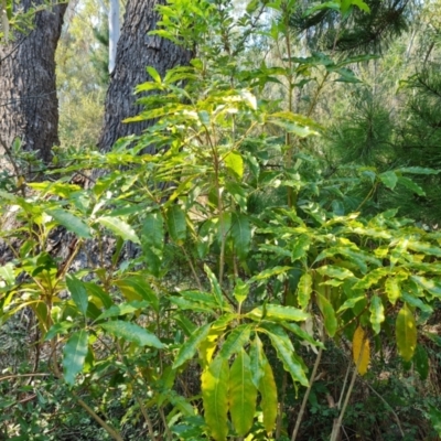 Pittosporum undulatum (sweet pittosporum) at Isaacs Ridge - 29 Mar 2024 by Mike