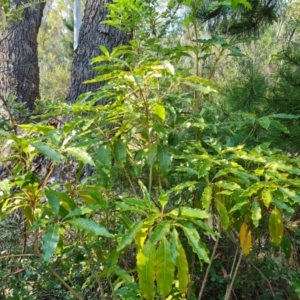 Pittosporum undulatum (Sweet Pittosporum) at Isaacs Ridge by Mike