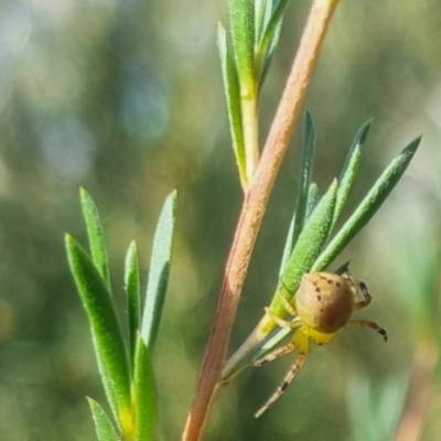 Australomisidia pilula (Lozenge-shaped Flower Spider) at Bungendore, NSW - 29 Mar 2024 by clarehoneydove