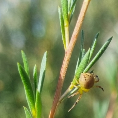 Unidentified Spider (Araneae) at Bungendore, NSW - 29 Mar 2024 by clarehoneydove