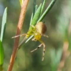 Australomisidia pilula at QPRC LGA - 29 Mar 2024