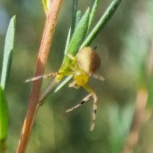 Australomisidia pilula at QPRC LGA - 29 Mar 2024