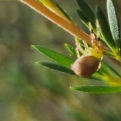 Australomisidia pilula at QPRC LGA - 29 Mar 2024