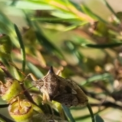 Oechalia schellenbergii (Spined Predatory Shield Bug) at Bungendore, NSW - 29 Mar 2024 by clarehoneydove