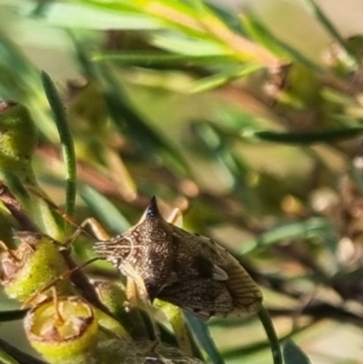 Oechalia schellenbergii (Spined Predatory Shield Bug) at QPRC LGA - 29 Mar 2024 by clarehoneydove