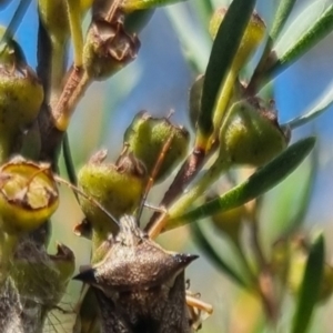 Oechalia schellenbergii at QPRC LGA - suppressed