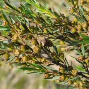 Oechalia schellenbergii at QPRC LGA - suppressed