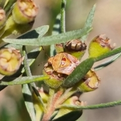 Eupolemus angularis (Acanthosomatid bug) at Bungendore, NSW - 29 Mar 2024 by clarehoneydove