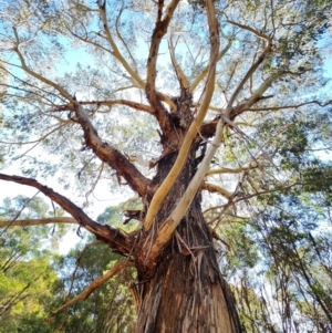 Eucalyptus viminalis subsp. viminalis (Manna Gum) at Cotter River, ACT by Steve818