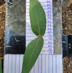 Eucalyptus viminalis subsp. viminalis at Namadgi National Park - 29 Mar 2024