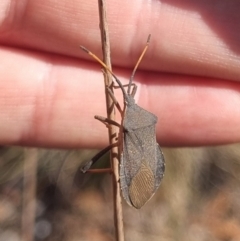 Unidentified Shield, Stink or Jewel Bug (Pentatomoidea) at Bungendore, NSW - 29 Mar 2024 by clarehoneydove