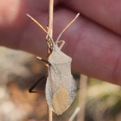 Amorbus rubiginosus at QPRC LGA - suppressed