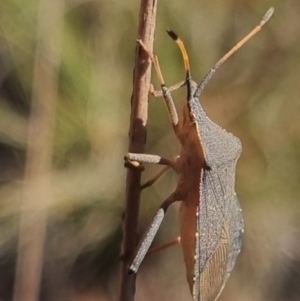 Amorbus rubiginosus at QPRC LGA - suppressed