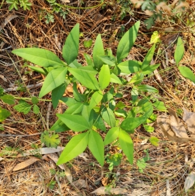 Nandina domestica (Sacred Bamboo) at Isaacs Ridge and Nearby - 29 Mar 2024 by Mike