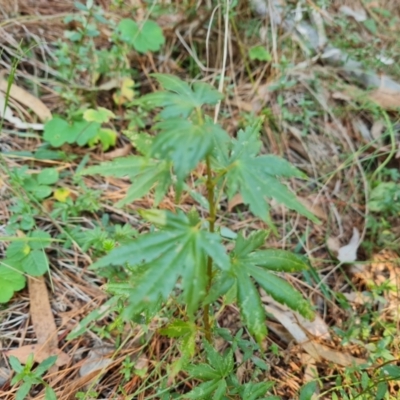 Acer palmatum (Japanese Maple) at Isaacs Ridge - 29 Mar 2024 by Mike