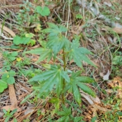Acer palmatum (Japanese Maple) at Isaacs Ridge and Nearby - 29 Mar 2024 by Mike