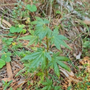 Acer palmatum at Isaacs Ridge and Nearby - 29 Mar 2024