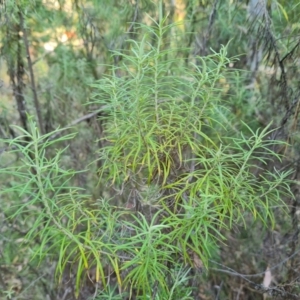 Cassinia quinquefaria (Rosemary Cassinia) at Isaacs Ridge and Nearby by Mike