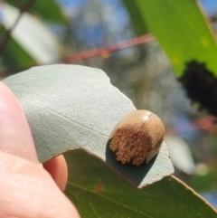 Paropsis atomaria (Eucalyptus leaf beetle) at Bungendore, NSW - 29 Mar 2024 by clarehoneydove