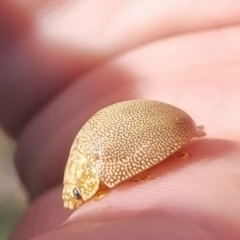 Paropsis atomaria at QPRC LGA - suppressed